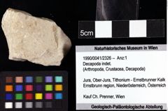 Foto (Objket + Etiketten) von Decapoda indet. 